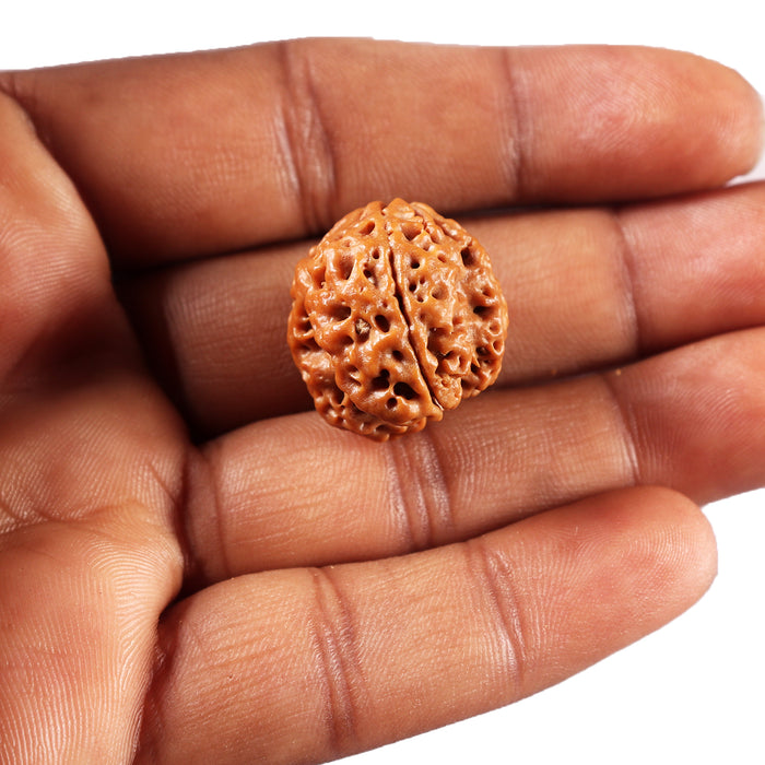 3 Mukhi Rudraksha from Nepal - Bead No. 426
