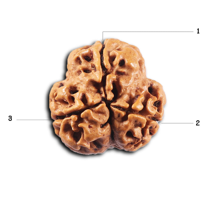 3 Mukhi Rudraksha from Nepal - Bead No. 427