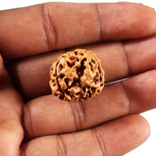 Load image into Gallery viewer, 3 Mukhi Rudraksha from Nepal - Bead No. 427
