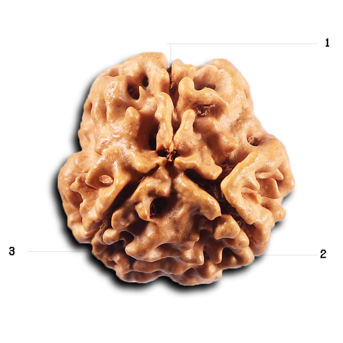 3 Mukhi Rudraksha from Nepal - Bead No. 428