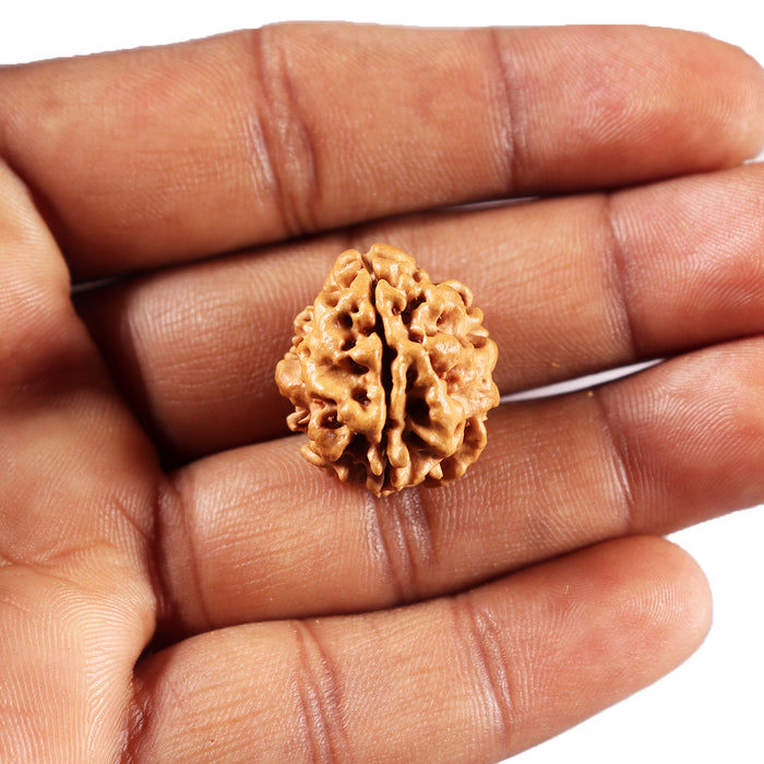 3 Mukhi Rudraksha from Nepal - Bead No. 428