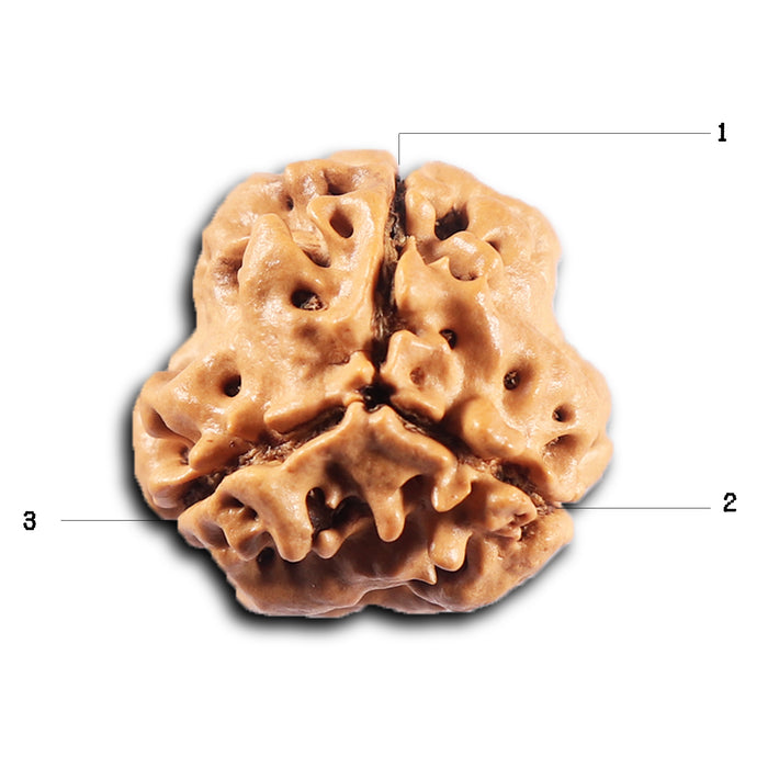 3 Mukhi Rudraksha from Nepal - Bead No. 429