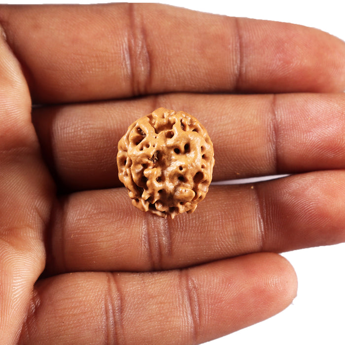 3 Mukhi Rudraksha from Nepal - Bead No. 429