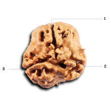 Load image into Gallery viewer, 3 Mukhi Rudraksha from Nepal - Bead No. 430
