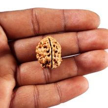 Load image into Gallery viewer, 3 Mukhi Rudraksha from Nepal - Bead No. 430

