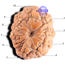 Load image into Gallery viewer, 10 Mukhi Rudraksha from Indonesia - Bead No. 3
