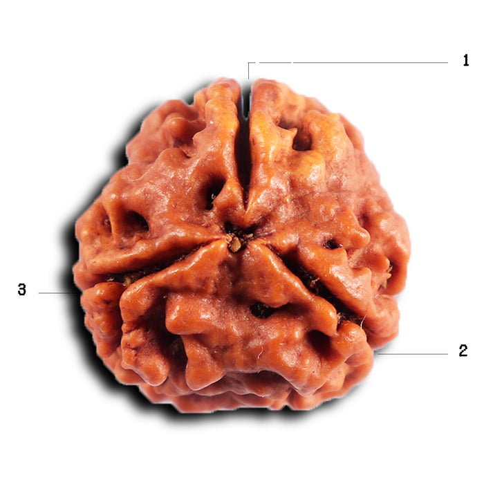 3 Mukhi Rudraksha from Nepal - Bead No. 384