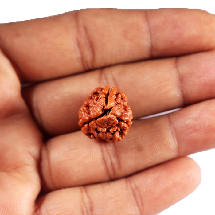 3 Mukhi Rudraksha from Nepal - Bead No. 384