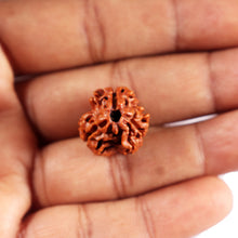 Load image into Gallery viewer, 3 Mukhi Rudraksha from Nepal - Bead No. 385
