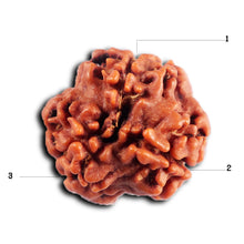 Load image into Gallery viewer, 3 Mukhi Rudraksha from Nepal - Bead No. 387
