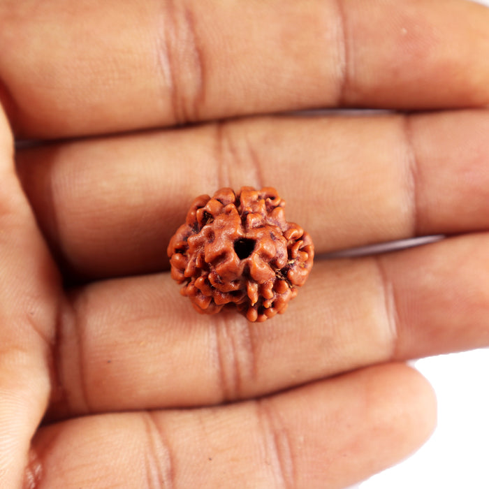 3 Mukhi Rudraksha from Nepal - Bead No. 387