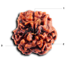 Load image into Gallery viewer, 3 Mukhi Rudraksha from Nepal - Bead No.389
