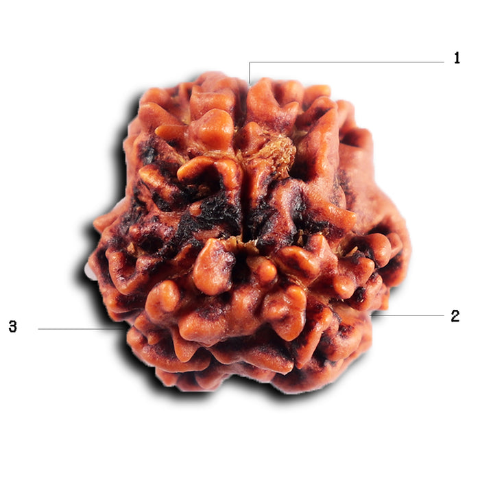 3 Mukhi Rudraksha from Nepal - Bead No.389