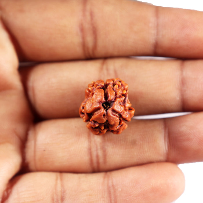 3 Mukhi Rudraksha from Nepal - Bead No.389