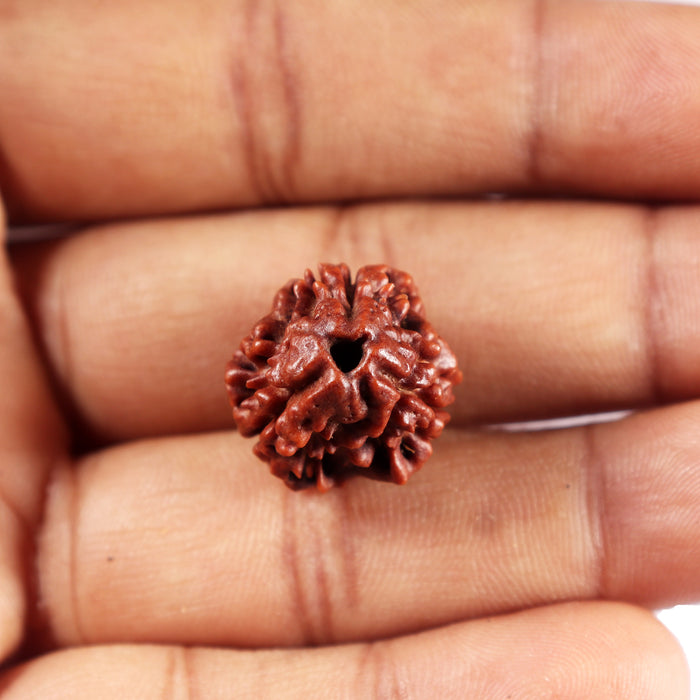 3 Mukhi Rudraksha from Nepal - Bead No. 390