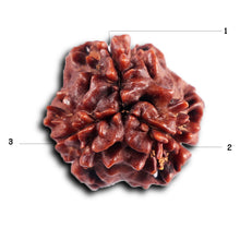 Load image into Gallery viewer, 3 Mukhi Rudraksha from Nepal - Bead No. 390
