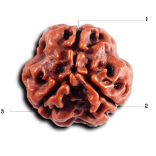 Load image into Gallery viewer, 3 Mukhi Rudraksha from Nepal - Bead No. 391
