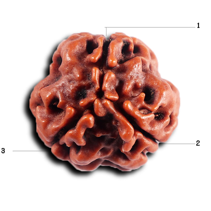 3 Mukhi Rudraksha from Nepal - Bead No. 391
