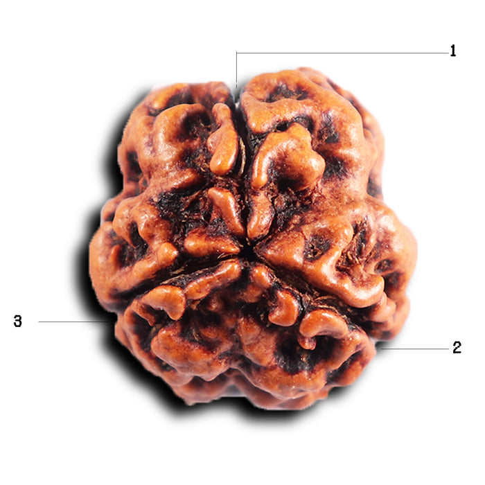 3 Mukhi Rudraksha from Nepal - Bead No. 392