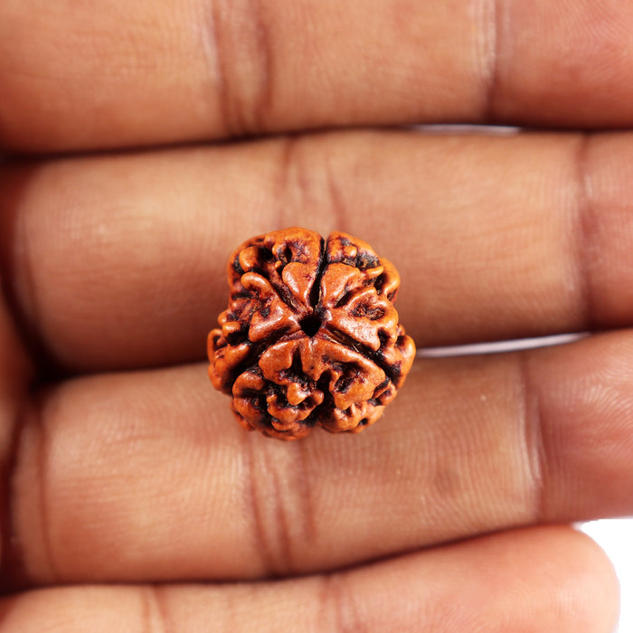 3 Mukhi Rudraksha from Nepal - Bead No. 392