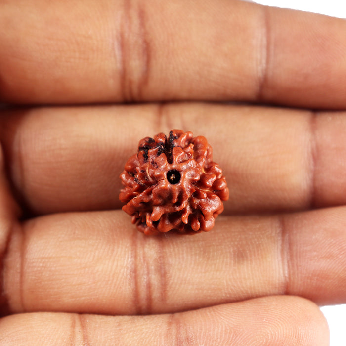 3 Mukhi Rudraksha from Nepal - Bead No. 393