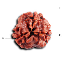 Load image into Gallery viewer, 3 Mukhi Rudraksha from Nepal - Bead No. 393
