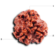 Load image into Gallery viewer, 3 Mukhi Rudraksha from Nepal - Bead No. 395
