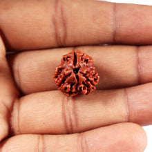 Load image into Gallery viewer, 3 Mukhi Rudraksha from Nepal - Bead No. 395
