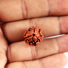 Load image into Gallery viewer, 3 Mukhi Rudraksha from Nepal - Bead No. 396
