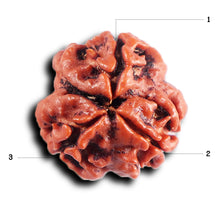 Load image into Gallery viewer, 3 Mukhi Rudraksha from Nepal - Bead No. 399
