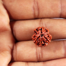 Load image into Gallery viewer, 3 Mukhi Rudraksha from Nepal - Bead No. 399
