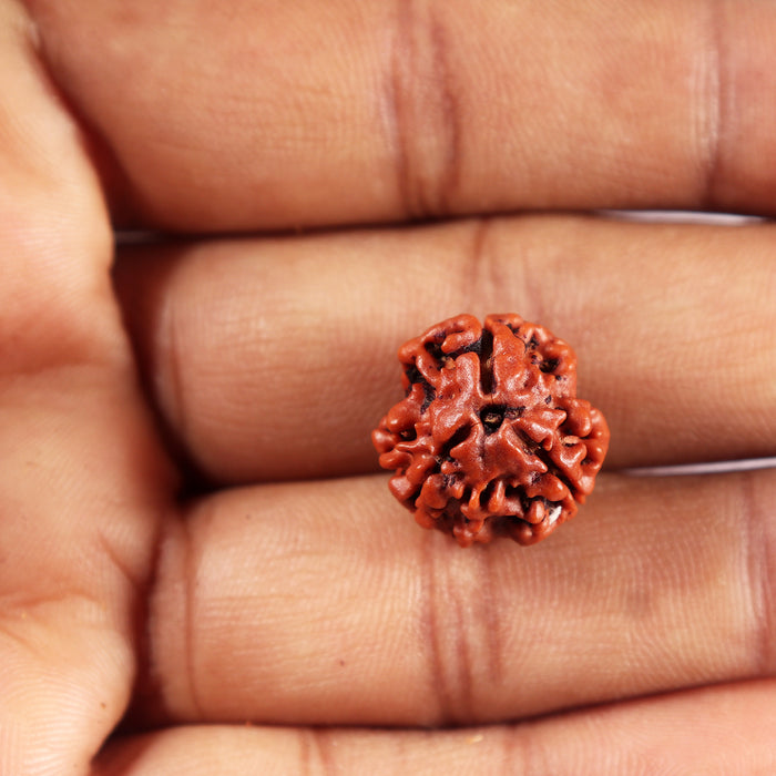 3 Mukhi Rudraksha from Nepal - Bead No. 399