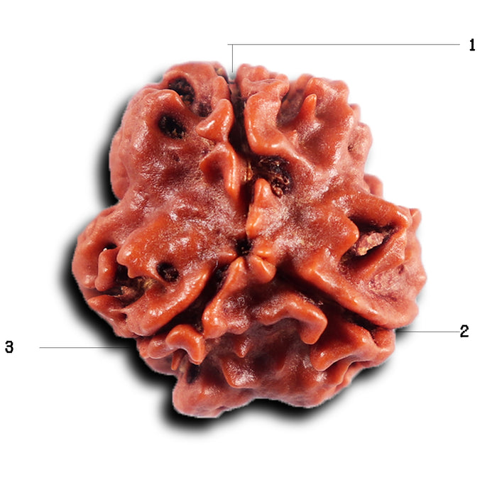 3 Mukhi Rudraksha from Nepal - Bead No. 401