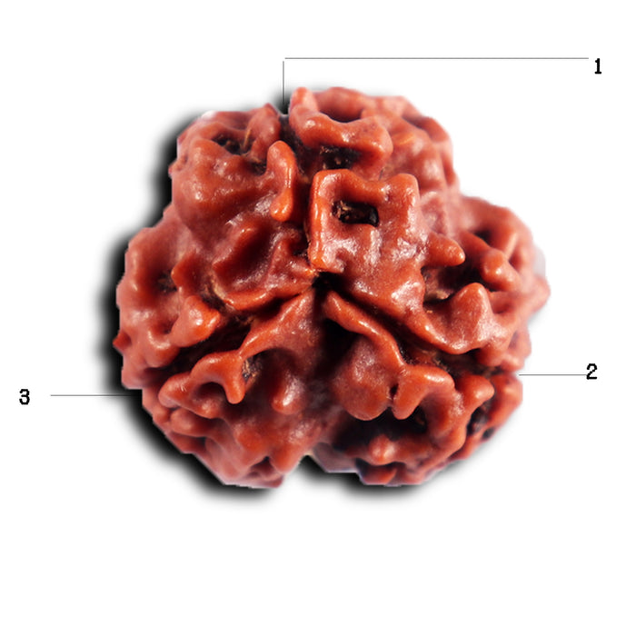 3 Mukhi Rudraksha from Nepal - Bead No. 402