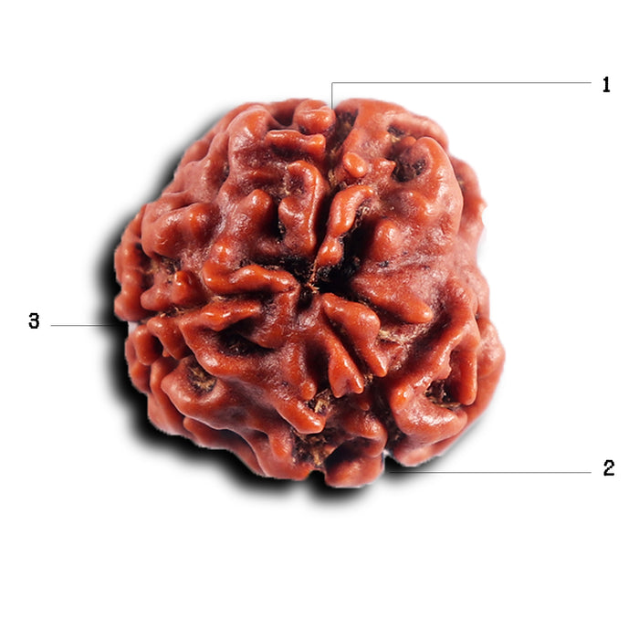 3 Mukhi Rudraksha from Nepal - Bead No. 404