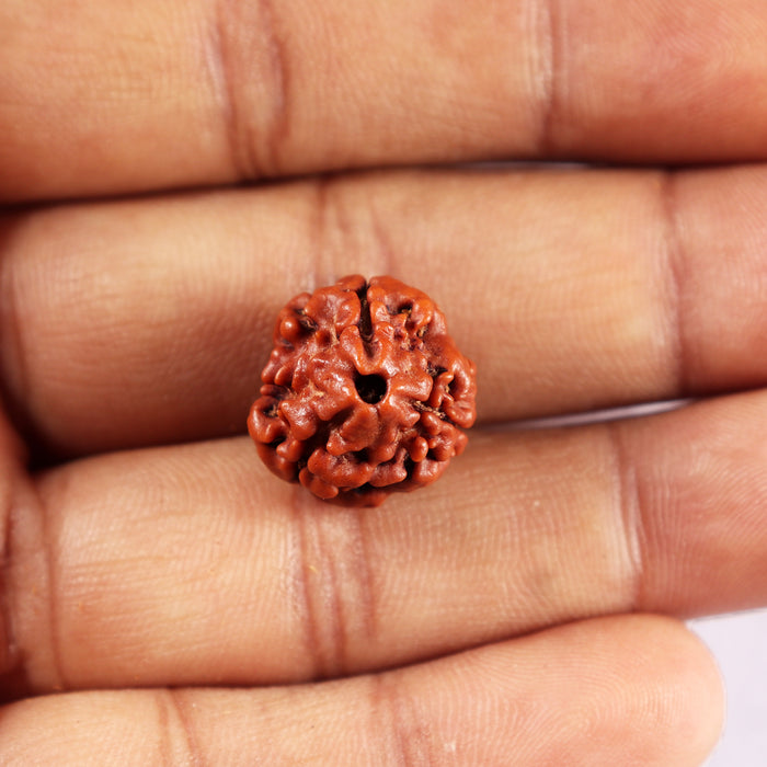 3 Mukhi Rudraksha from Nepal - Bead No. 404