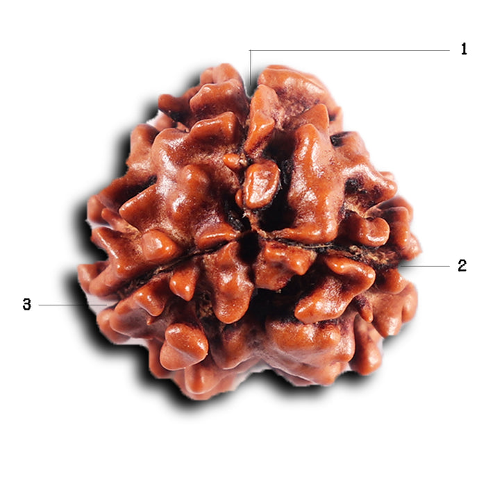 3 Mukhi Rudraksha from Nepal - Bead No. 405