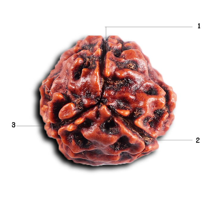 3 Mukhi Rudraksha from Nepal - Bead No. 406