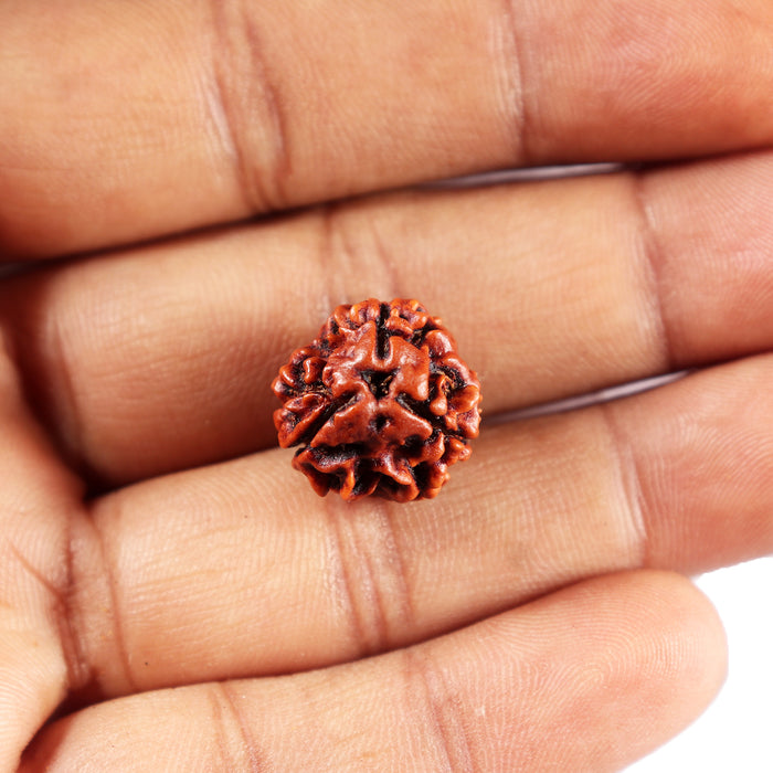 3 Mukhi Rudraksha from Nepal - Bead No. 406