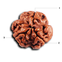 Load image into Gallery viewer, 3 Mukhi Rudraksha from Nepal - Bead No. 407
