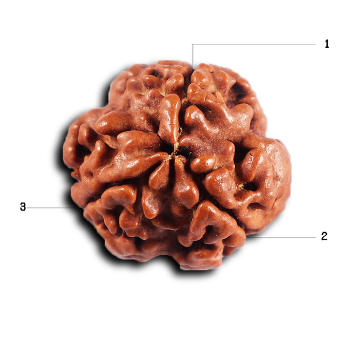 3 Mukhi Rudraksha from Nepal - Bead No. 407