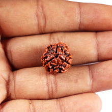 Load image into Gallery viewer, 3 Mukhi Rudraksha from Nepal - Bead No. 408
