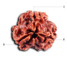Load image into Gallery viewer, 3 Mukhi Rudraksha from Nepal - Bead No. 409
