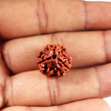 Load image into Gallery viewer, 3 Mukhi Rudraksha from Nepal - Bead No. 409
