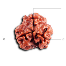 Load image into Gallery viewer, 3 Mukhi Rudraksha from Nepal - Bead No. 411
