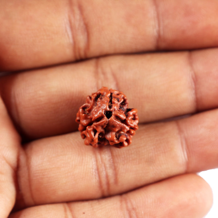 3 Mukhi Rudraksha from Nepal - Bead No. 411