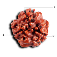 Load image into Gallery viewer, 3 Mukhi Rudraksha from Nepal - Bead No. 414
