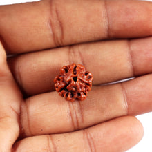 Load image into Gallery viewer, 3 Mukhi Rudraksha from Nepal - Bead No. 414
