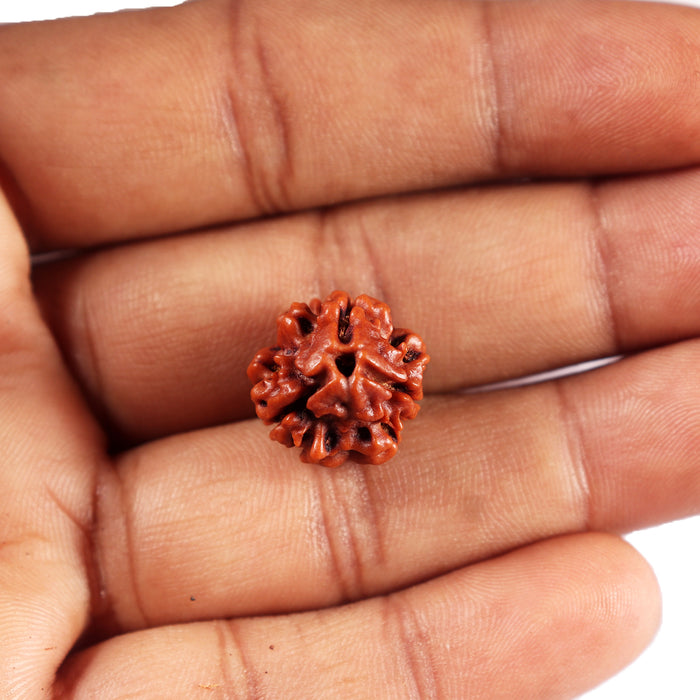 3 Mukhi Rudraksha from Nepal - Bead No. 414