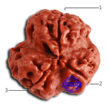 Load image into Gallery viewer, 3 Mukhi Rudraksha from Nepal - Bead No. 349
